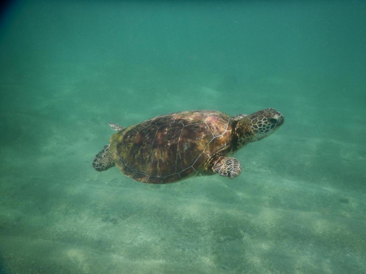 Turtle Bay Beach Resort มิริสซา ภายนอก รูปภาพ