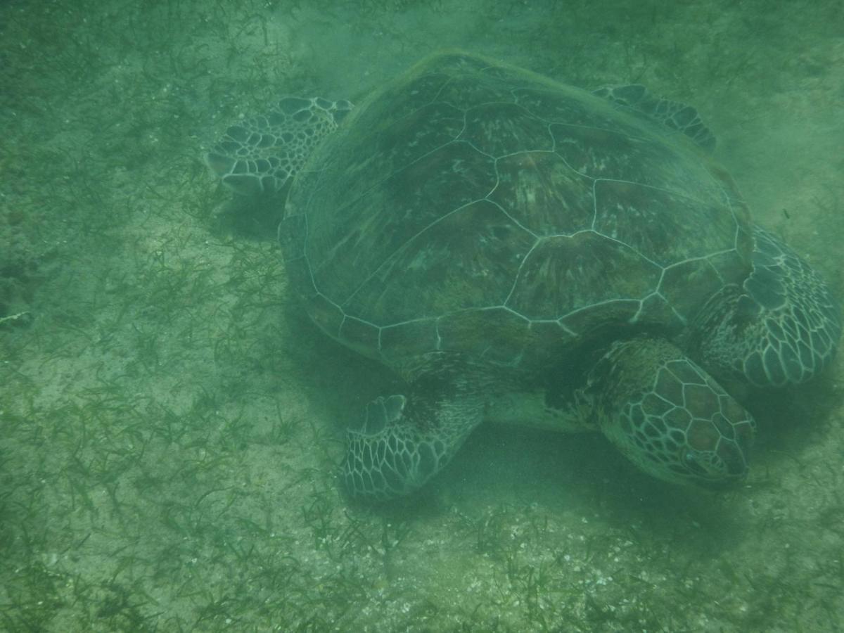 Turtle Bay Beach Resort มิริสซา ภายนอก รูปภาพ