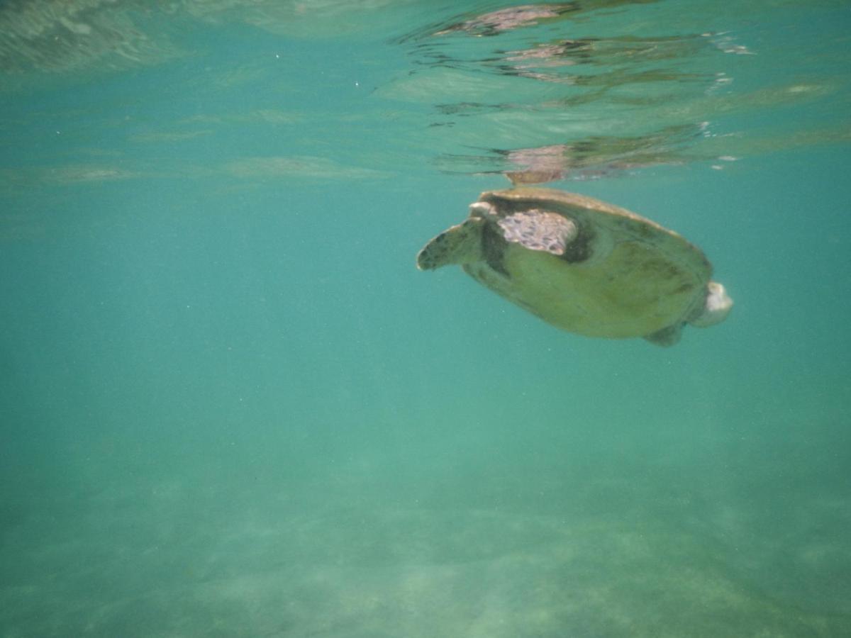 Turtle Bay Beach Resort มิริสซา ภายนอก รูปภาพ